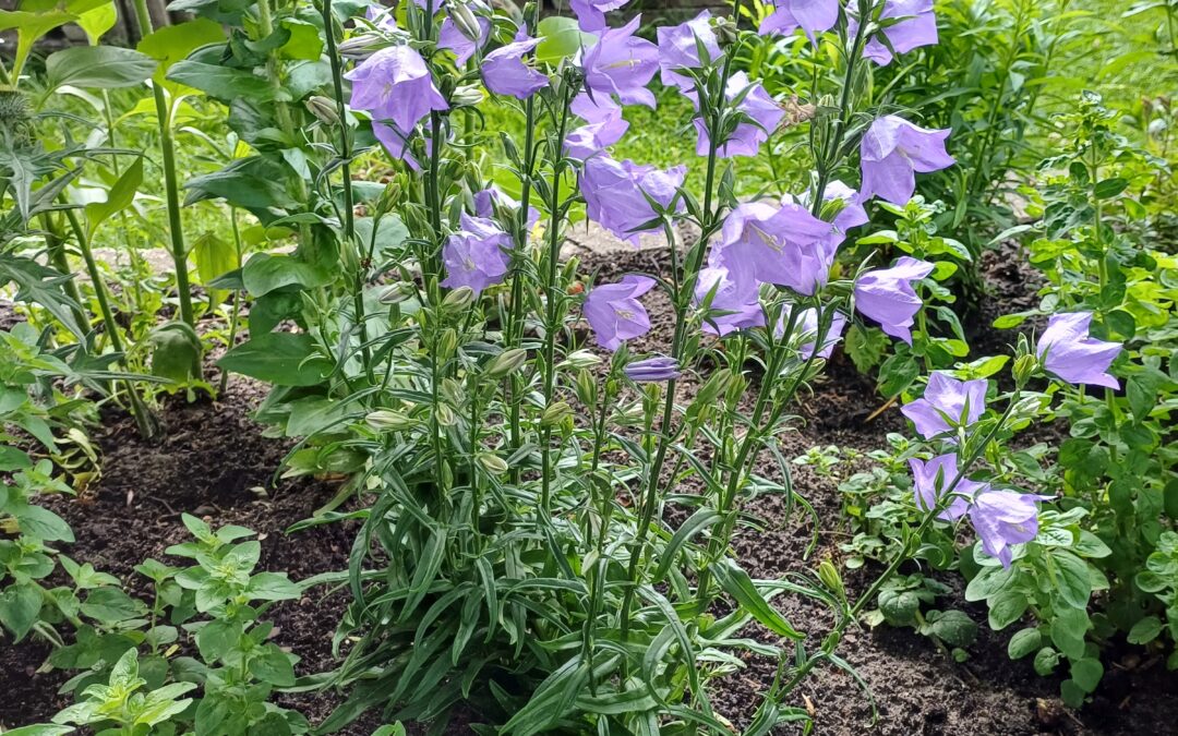 Opening De Koperen Tuin op 26 september a.s. Vanaf 14.30 bent u welkom